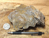 fault gouge - hand/display specimen of clay from the San Andreas Fault Zone
