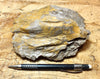 fault gouge - large hand/display specimen from the San Andreas Fault Zone