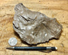 fault gouge - large hand/display specimen from the San Andreas Fault Zone