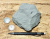 graywacke - teaching hand/display specimen of an Upper Cretaceous gray graywacke from the Sites Formation
