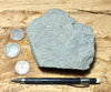 graywacke - teaching hand/display specimen of an Upper Cretaceous gray graywacke from the Sites Formation