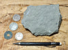 graywacke - teaching hand/display specimen of an Upper Cretaceous gray graywacke from the Sites Formation