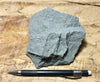 graywacke - teaching hand/display specimen of an Upper Cretaceous gray graywacke from the Sites Formation
