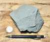 graywacke - teaching hand/display specimen of an Upper Cretaceous gray graywacke from the Sites Formation