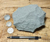 graywacke - teaching hand/display specimen of an Upper Cretaceous gray graywacke from the Sites Formation