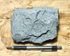 graywacke - teaching hand/display specimen of an Upper Cretaceous gray graywacke from the Sites Formation