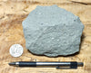 graywacke - teaching hand/display specimen of an Upper Cretaceous gray graywacke from the Sites Formation
