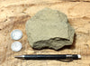 graywacke -  teaching hand specimen of an Upper Cretaceous tan graywacke from the Sites Formation