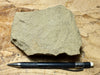 graywacke -  teaching hand specimen of an Upper Cretaceous tan graywacke from the Sites Formation