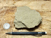 graywacke -  teaching hand specimen of an Upper Cretaceous tan graywacke from the Sites Formation