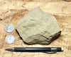 graywacke - teaching hand/display specimen of an Upper Cretaceous tan graywacke from the Sites Formation