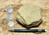 graywacke - teaching hand/display specimen of an Upper Cretaceous tan graywacke from the Sites Formation