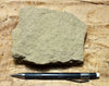 graywacke - teaching hand/display specimen of an Upper Cretaceous tan graywacke from the Sites Formation