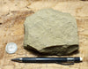 graywacke - teaching hand/display specimen of an Upper Cretaceous tan graywacke from the Sites Formation