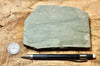 shale - hard green Lower Cambrian shale from the Harkless Formation - teaching hand specimen