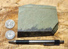 shale - hard green Lower Cambrian shale from the Harkless Formation - teaching hand specimen