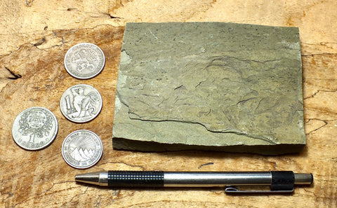 shale - hard green Lower Cambrian shale from the Harkless Formation - teaching hand specimen
