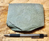 shale - hard green Lower Cambrian shale from the Harkless Formation - teaching hand specimen