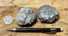 howlite - set of typical nodules of calcium silicoborate
