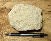 limestone - yellowish dolomitic limestone from the Lower Permian Kaibab Formation - teaching hand specimen