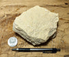 limestone - yellowish dolomitic limestone from the Lower Permian Kaibab Formation - teaching hand specimen