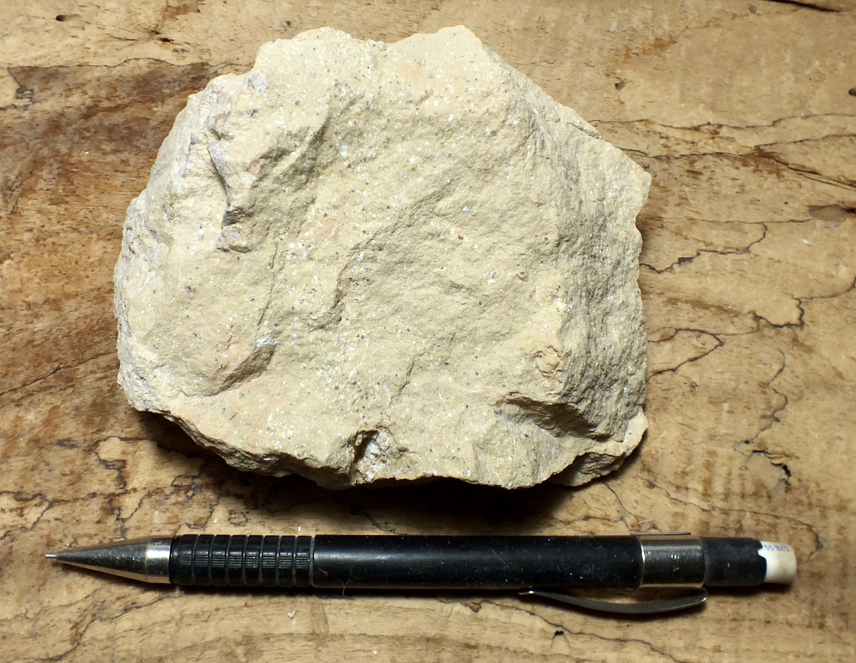 Limestone Geologic Sample Geological Specimen Supply
