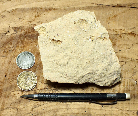 limestone - yellowish dolomitic limestone from the Lower Permian Kaibab Formation - hand/display specimen