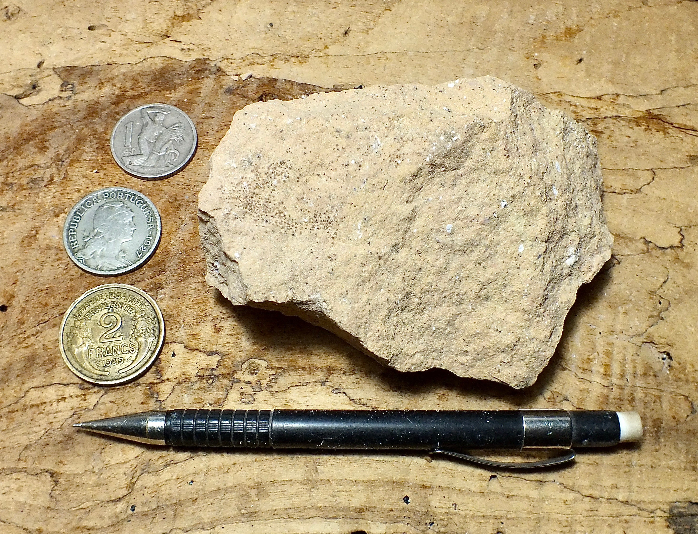 Limestone Geologic Sample Geological Specimen Supply