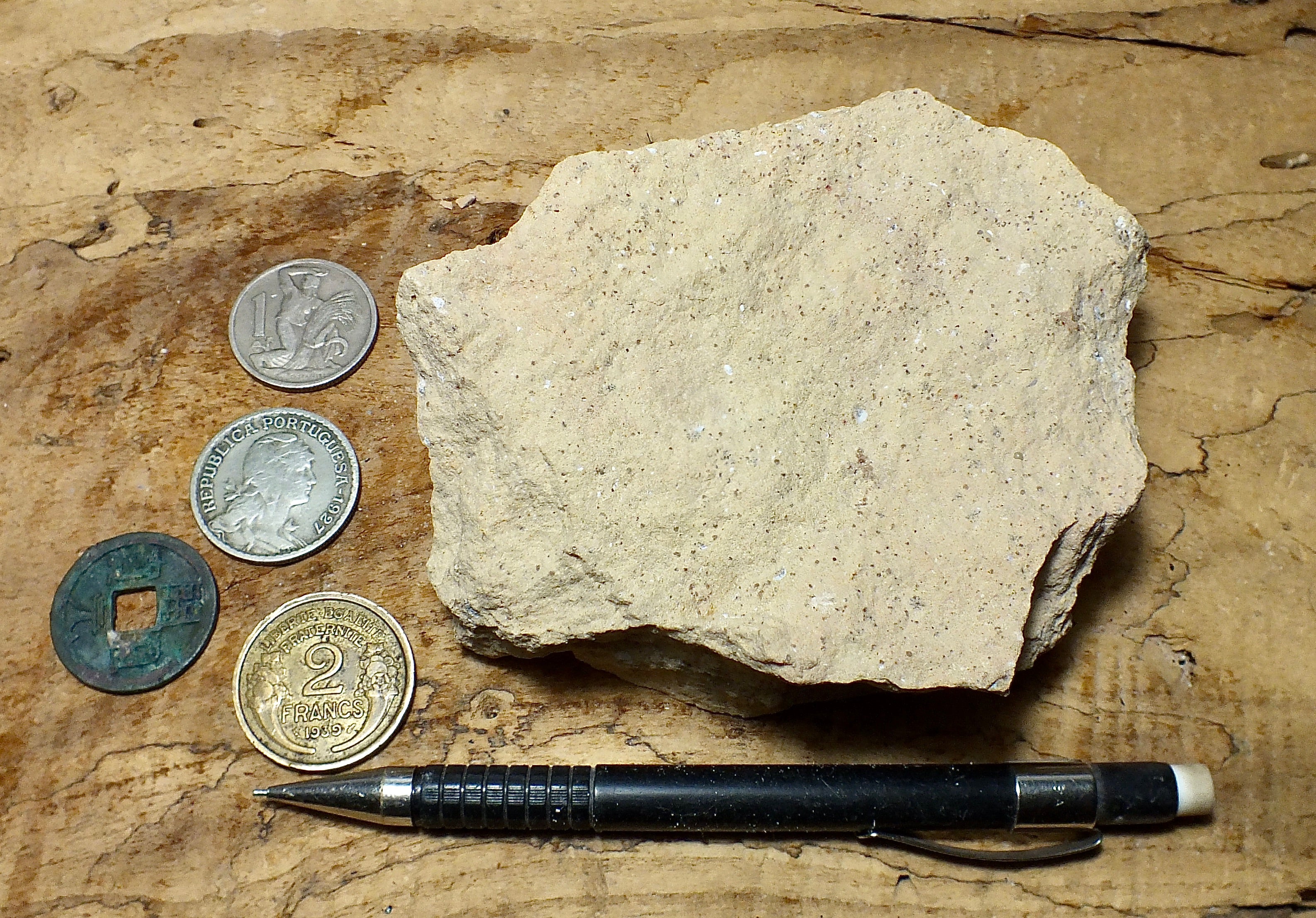Limestone Geologic Sample Geological Specimen Supply