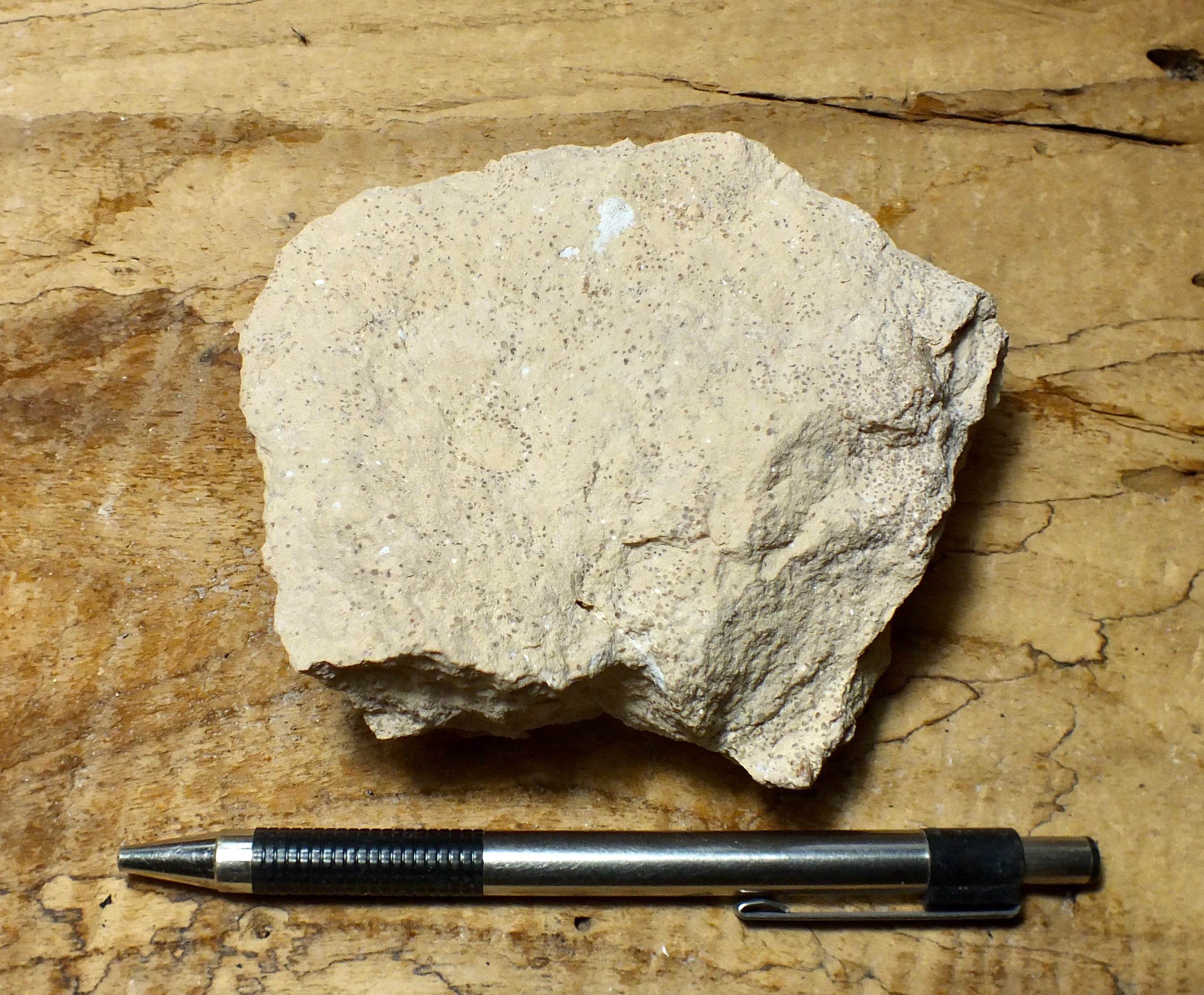Limestone Geologic Sample Geological Specimen Supply