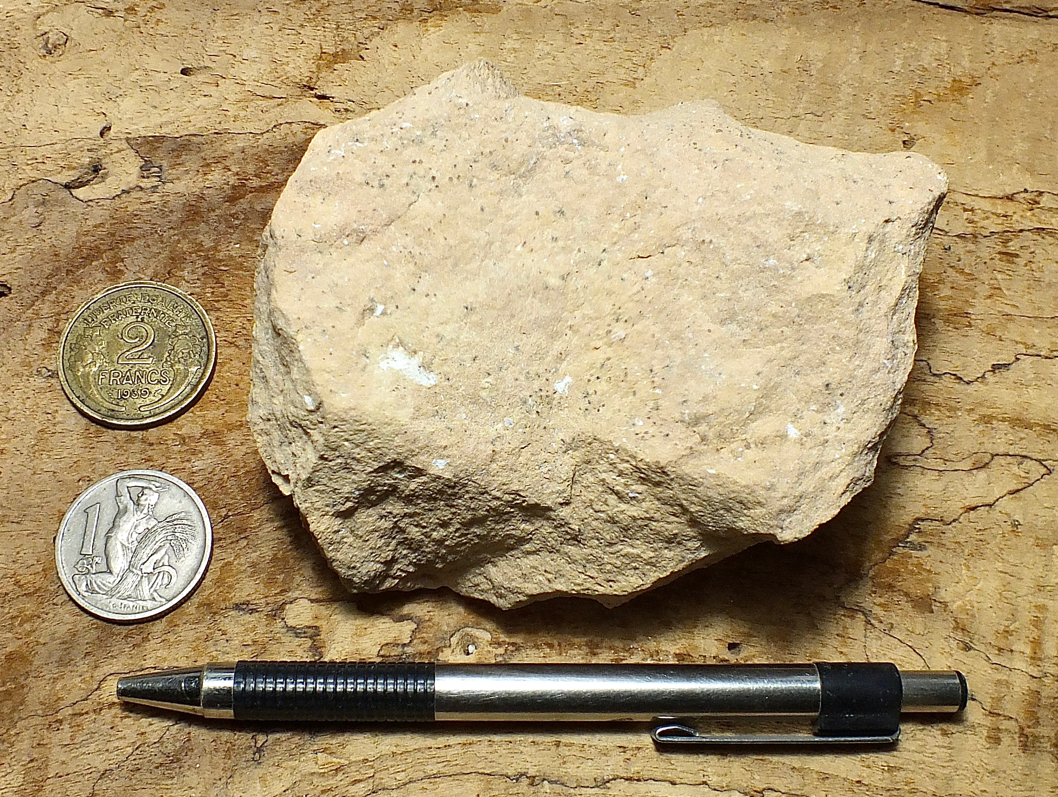 Limestone Geologic Sample Geological Specimen Supply