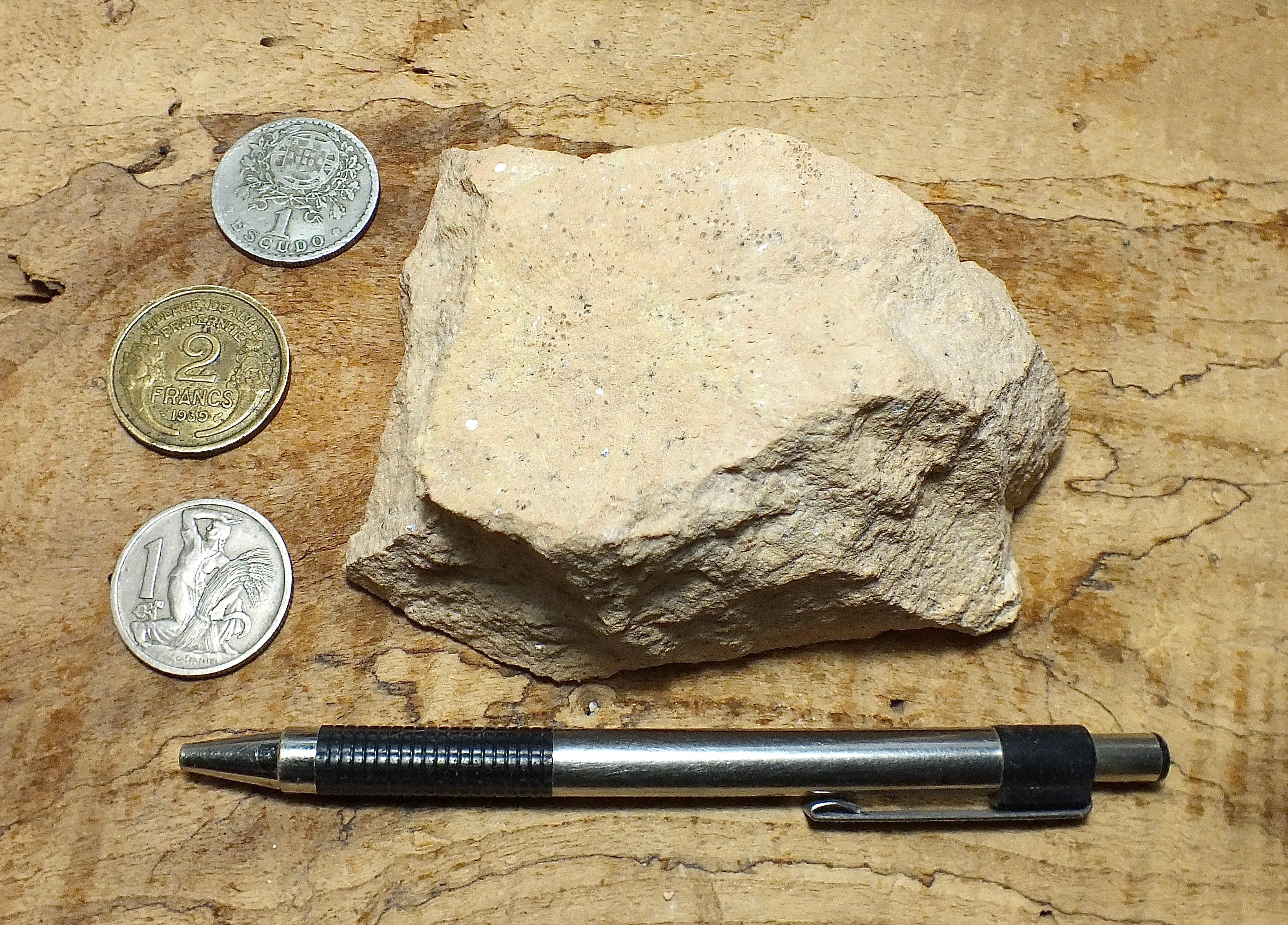 Limestone Geologic Sample Geological Specimen Supply