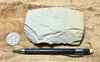 limestone - tan silty limestone from the Jurassic Carmel Fm. - teaching hand specimen