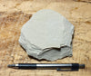 limestone - tan silty limestone from the Jurassic Carmel Fm. - teaching hand specimen