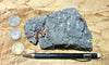 limestone - hand/display specimen showing typical dissolved surface found in arid climates - Lower Cambrian Chambless Limestone, Marble Mountains, Calif.