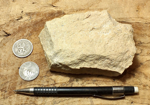 limestone - yellowish dolomitic limestone from the Lower Permian Kaibab Formation - teaching hand specimen