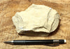limestone - yellowish dolomitic limestone from the Lower Permian Kaibab Formation - teaching hand specimen