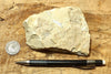 limestone - yellowish dolomitic limestone from the Lower Permian Kaibab Formation - teaching hand specimen