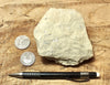 limestone - yellowish dolomitic limestone from the Lower Permian Kaibab Formation - hand/display specimen
