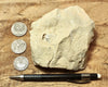 limestone - yellowish dolomitic limestone from the Lower Permian Kaibab Formation - hand/display specimen