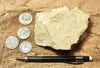 limestone - yellowish dolomitic limestone from the Lower Permian Kaibab Formation - hand/display specimen