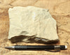 limestone - yellowish dolomitic limestone from the Lower Permian Kaibab Formation - hand/display specimen