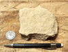 limestone - yellowish dolomitic limestone from the Lower Permian Kaibab Formation - hand/display specimen