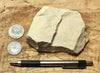 limestone - yellowish dolomitic limestone from the Lower Permian Kaibab Formation - hand/display specimen