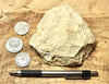 limestone - yellowish dolomitic limestone from the Lower Permian Kaibab Formation - hand/display specimen
