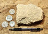 limestone - yellowish dolomitic limestone from the Lower Permian Kaibab Formation - hand/display specimen