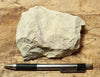 limestone - yellowish dolomitic limestone from the Lower Permian Kaibab Formation - hand/display specimen