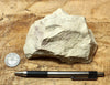 limestone - yellowish dolomitic limestone from the Lower Permian Kaibab Formation - hand/display specimen