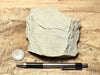 limestone - tan silty limestone from the Jurassic Carmel Fm. - hand/display specimen
