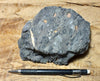 limestone - oncolitic limestone showing typical dissolved surface found in arid climates - Lower Cambrian Chambless Limestone, Marble Mountains, Calif. - hand/display specimen